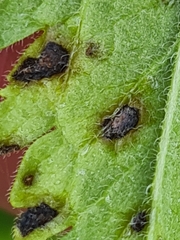 Discogloeum veronicae