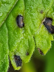 Discogloeum veronicae