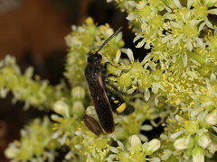 Scolia hortorum