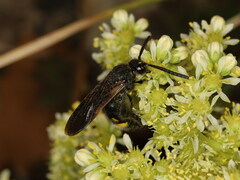 Scolia hortorum