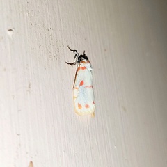 Nephelomilta pseudoeffracta