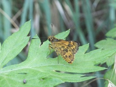 Potanthus flavus
