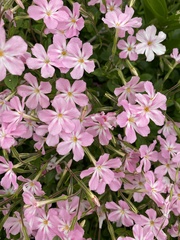 Phlox adsurgens