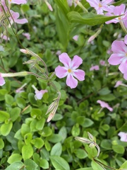 Phlox adsurgens