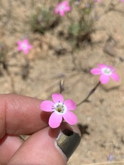 Gilia leptantha