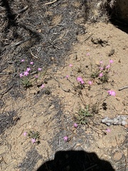 Gilia leptantha