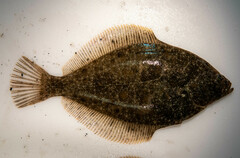 Psettichthys melanostictus