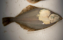 Psettichthys melanostictus