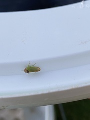 Iassus lanio