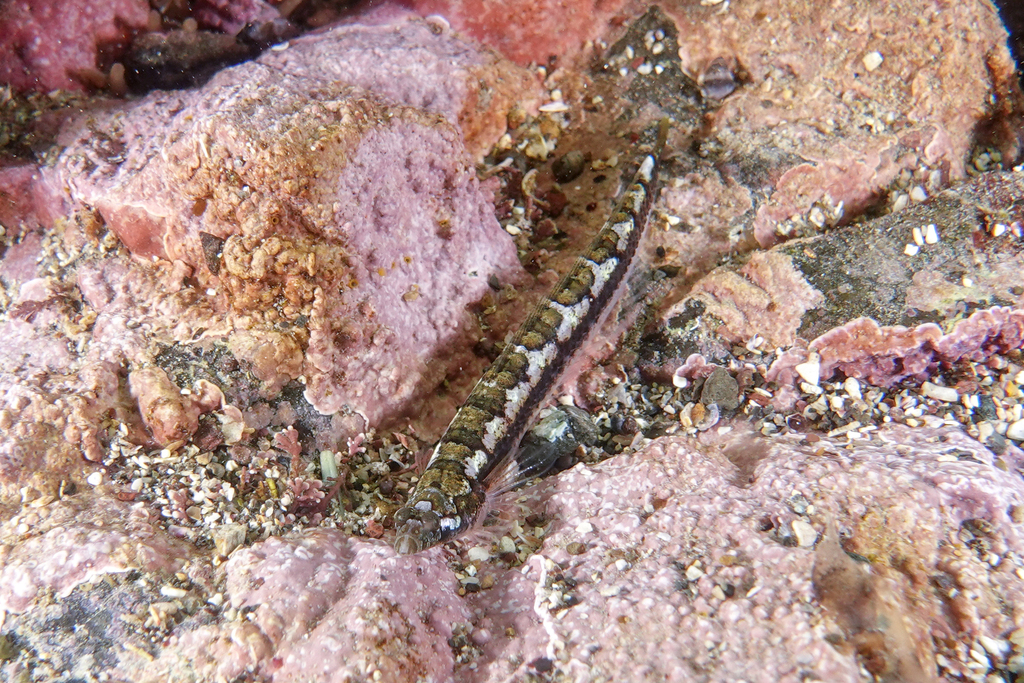 Tommyfish (Limnichthys polyactis) — Creediidae