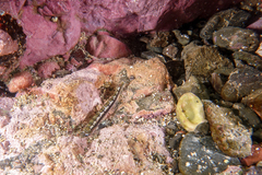 Limnichthys polyactis