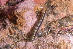 Limnichthys polyactis