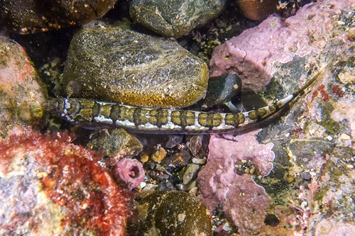 Tommyfish (Limnichthys polyactis) — Creediidae