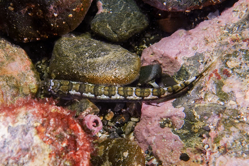 Tommyfish (Limnichthys polyactis) — Creediidae — 2