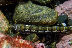 Limnichthys polyactis