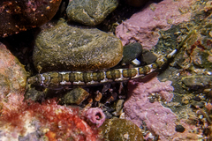 Limnichthys polyactis