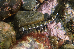 Limnichthys polyactis