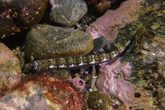 Limnichthys polyactis