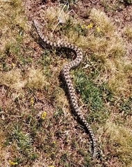 Vipera aspis zinnikeri