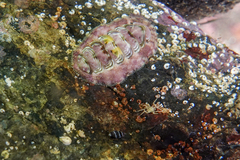 Onithochiton neglectus