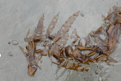 Desmarestia herbacea