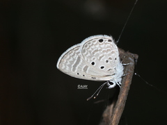 Azanus ubaldus