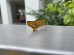 Cephrenes trichopepla