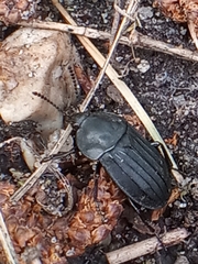 Silpha tristis