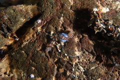 Proceraea