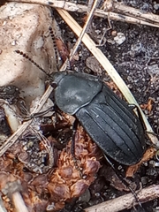 Silpha tristis