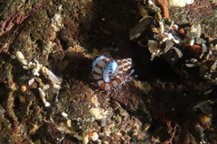 Proceraea