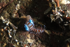 Proceraea