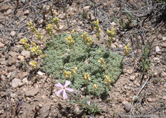 Cusickiella quadricostata