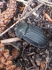 Silpha tristis