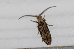 Prolixocupes lobiceps