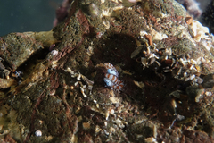 Proceraea