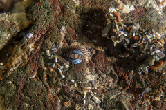 Proceraea