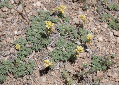 Cusickiella quadricostata