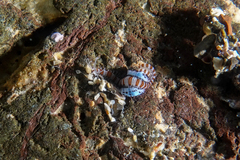 Proceraea