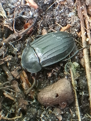 Silpha tristis