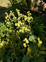 Alchemilla mollis