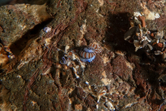 Proceraea
