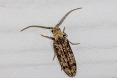 Prolixocupes lobiceps