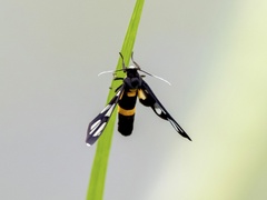 Amata sperbius