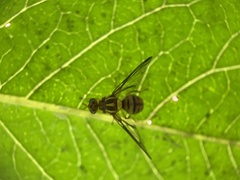 Zeugodacus depressus