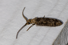 Prolixocupes lobiceps