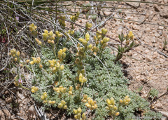 Cusickiella quadricostata