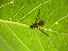 Zeugodacus depressus