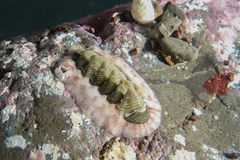 Onithochiton neglectus