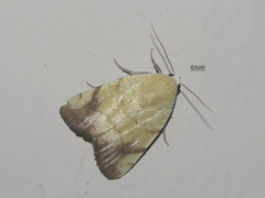Xanthodes albago